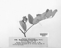 Calocladia holosericea image